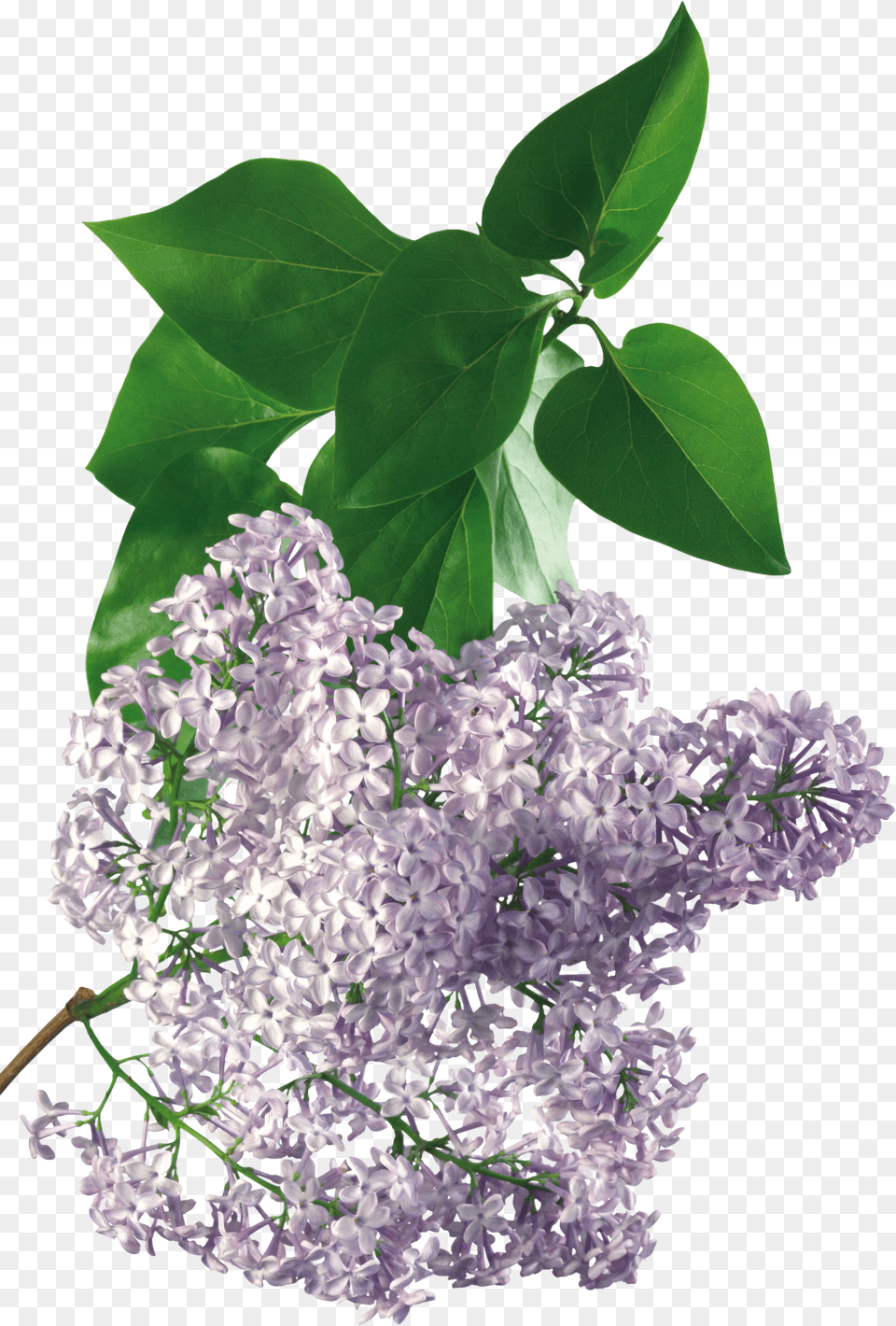 Lilac Free Png