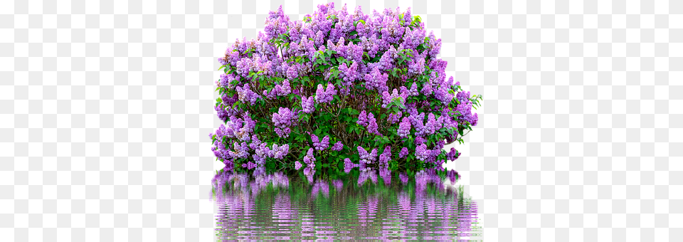 Lilac Flower, Plant, Purple Png Image