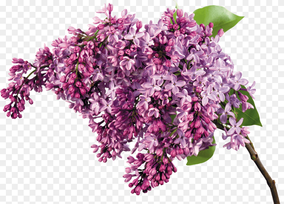 Lilac Png