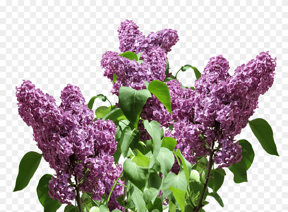 Lilac Flower, Plant Free Png Download