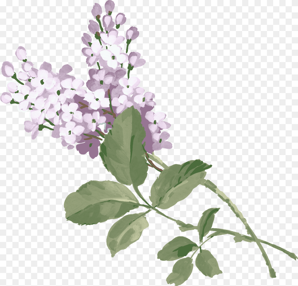 Lilac, Flower, Plant Free Transparent Png