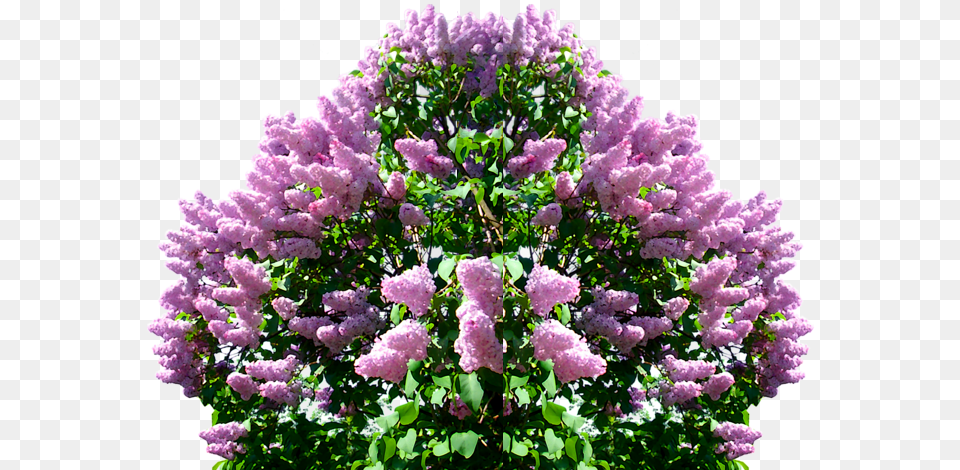 Lilac, Flower, Plant Free Png Download