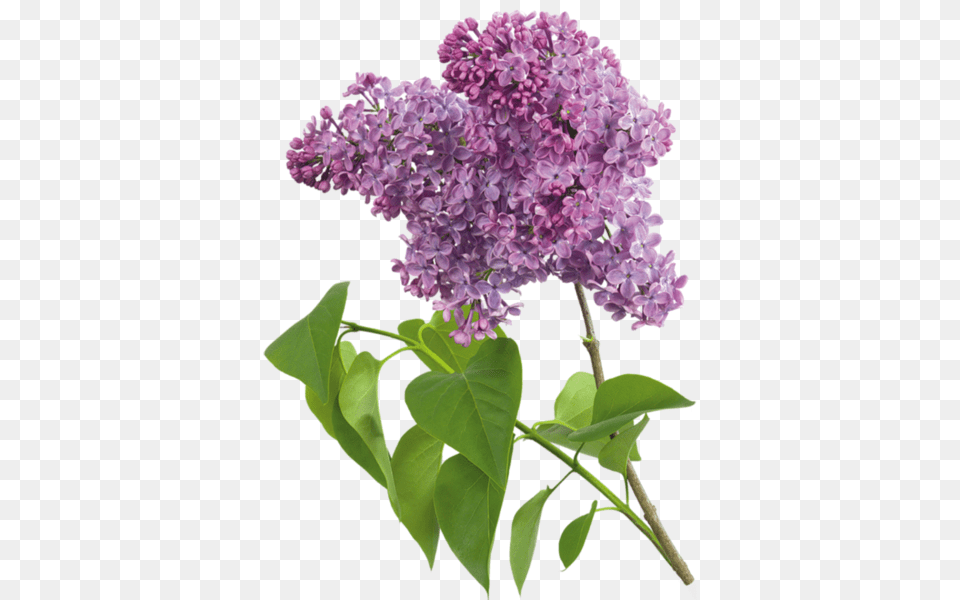 Lilac, Flower, Plant Free Png