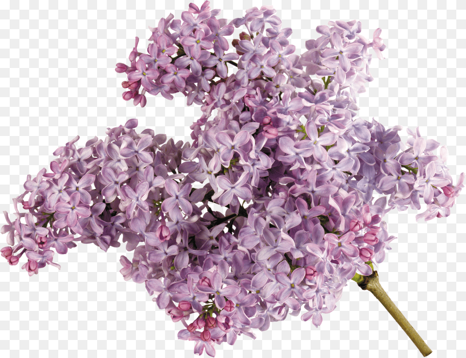 Lilac Free Png Download