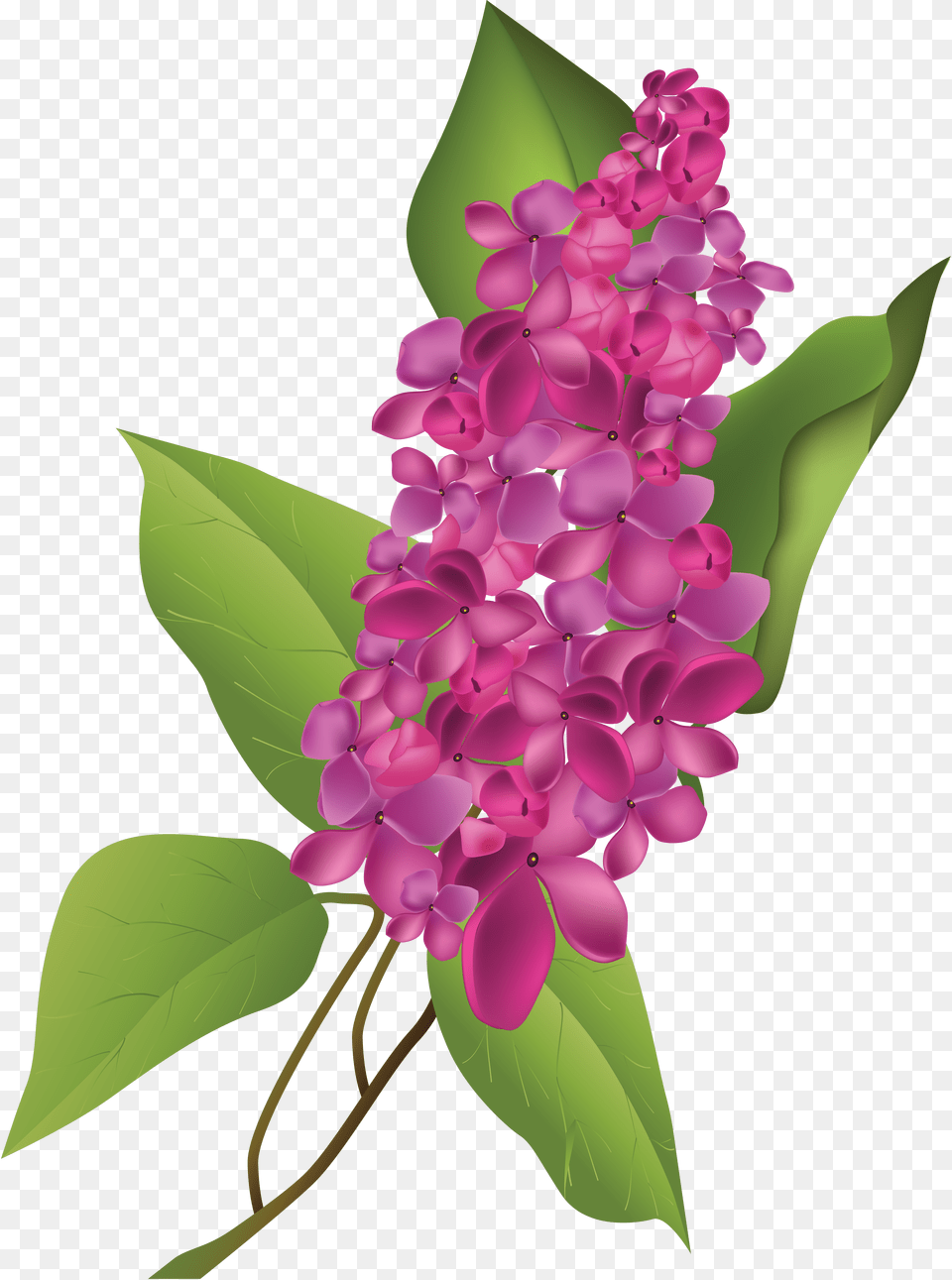 Lilac, Flower, Plant, Animal, Fish Free Png