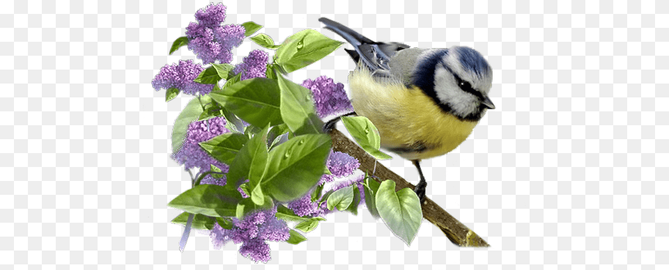 Lilac, Flower, Plant, Animal, Bird Free Png Download