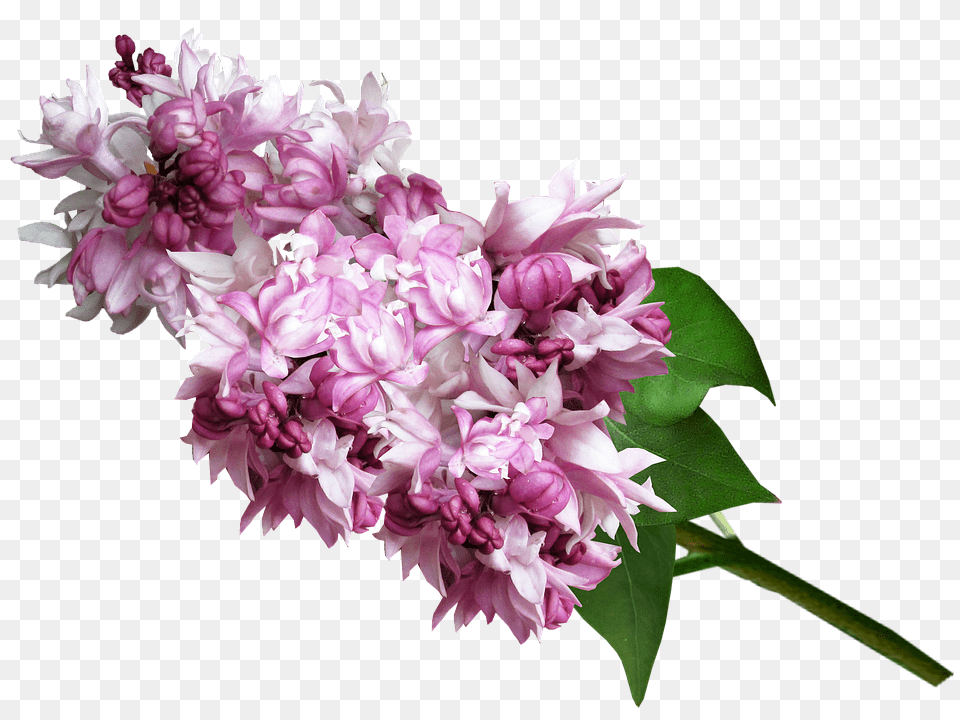 Lilac Flower, Plant, Geranium, Flower Arrangement Png Image
