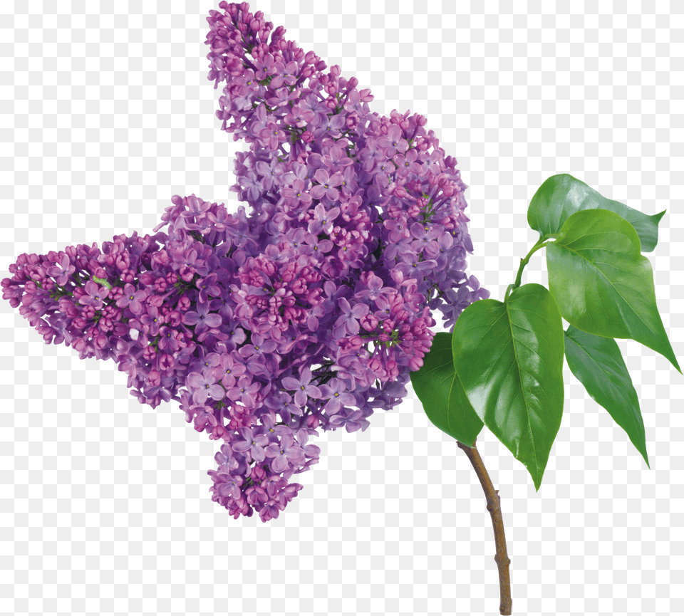 Lilac Free Transparent Png
