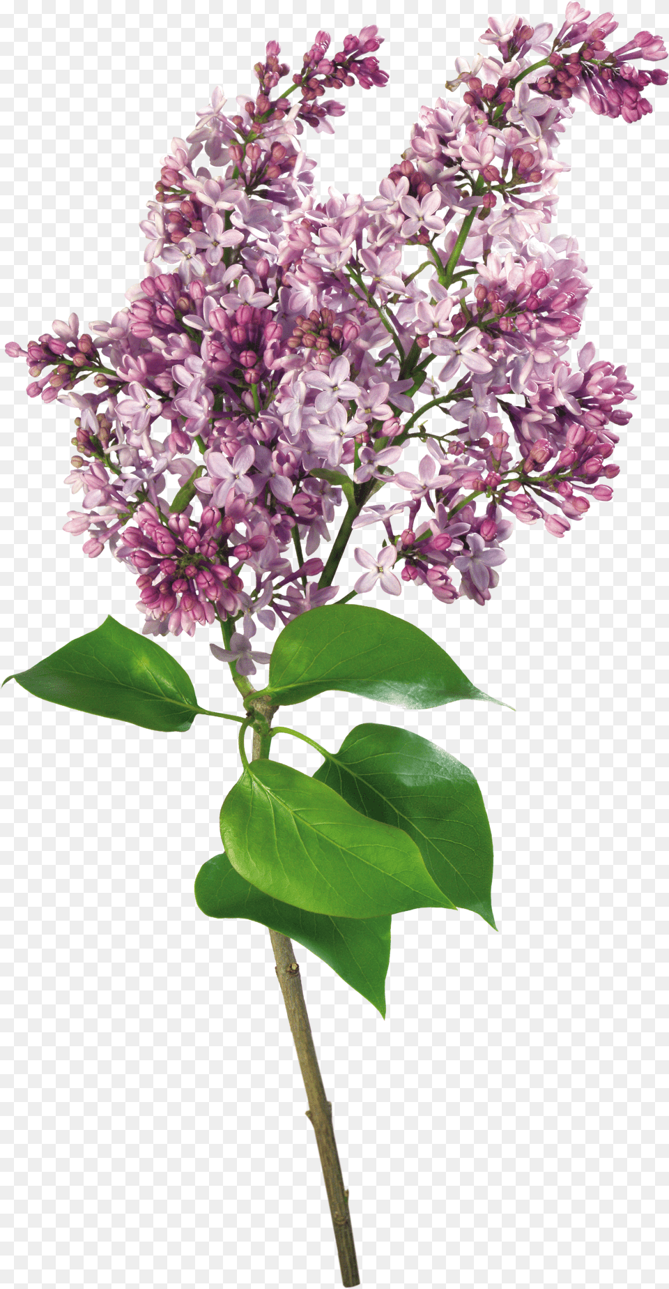 Lilac Png