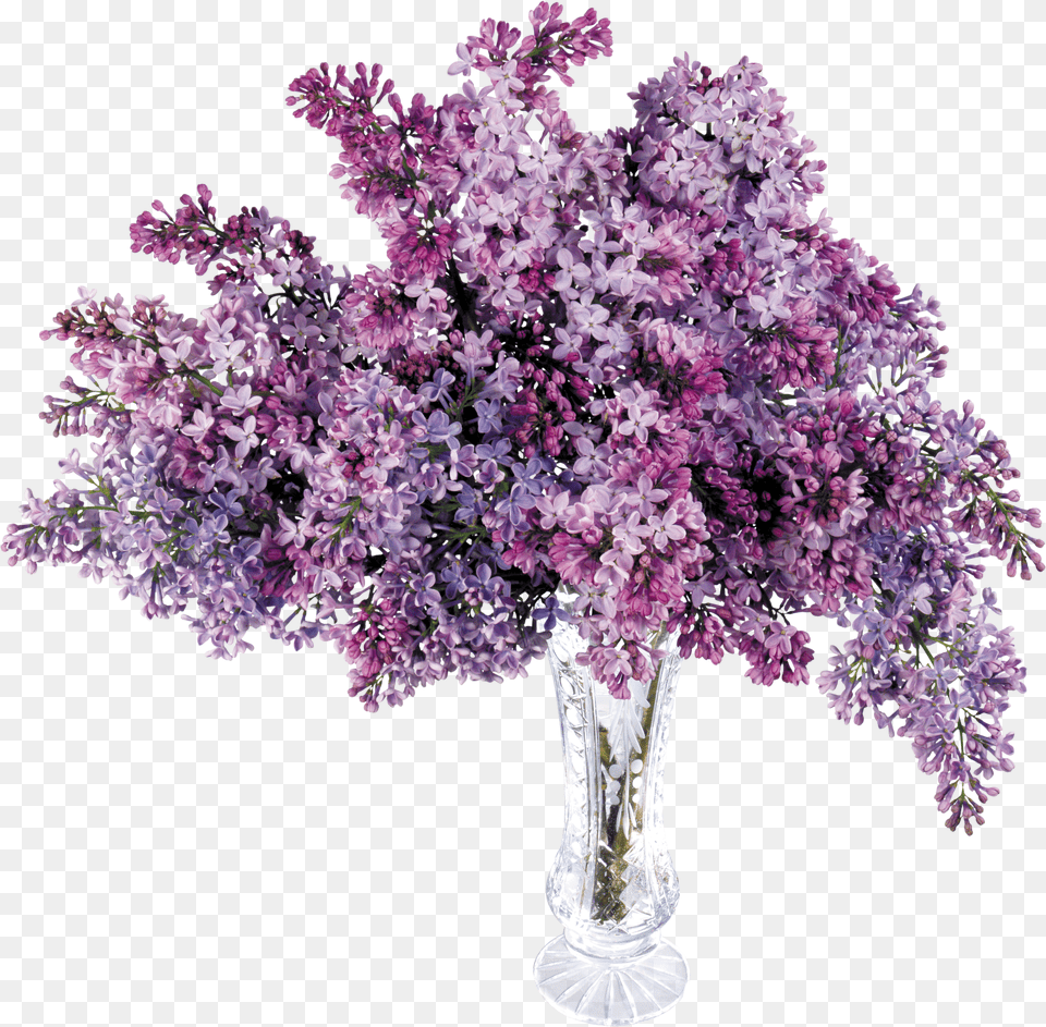 Lilac Png