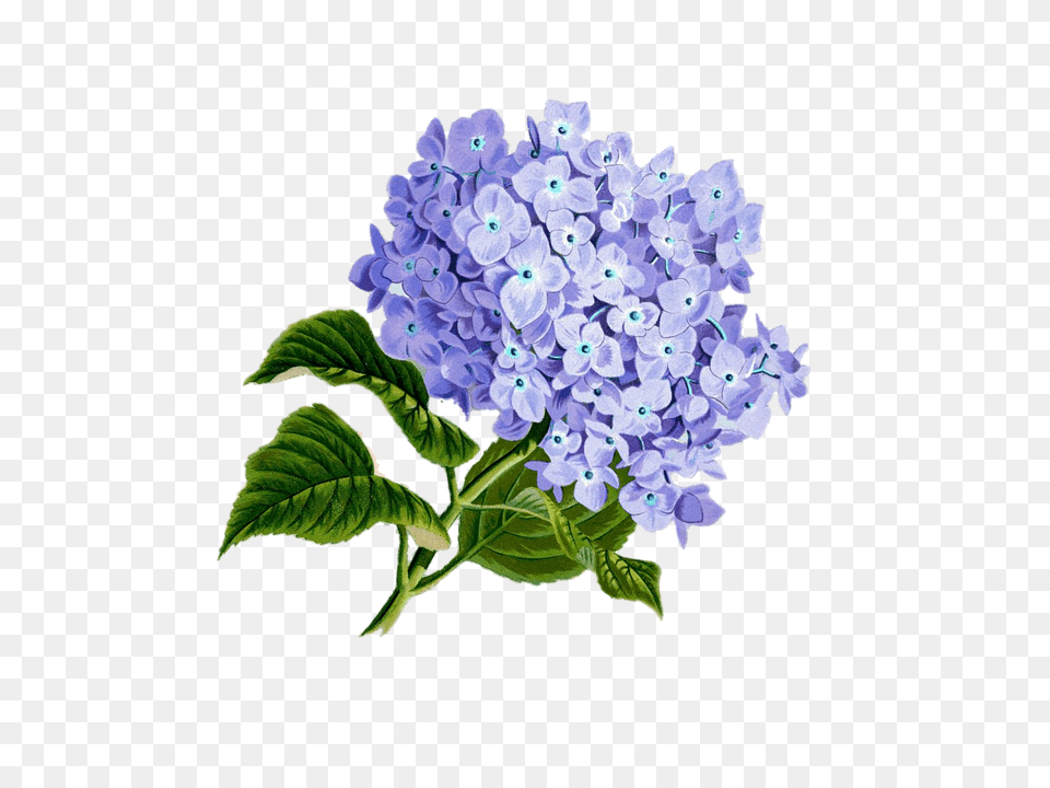 Lilac, Flower, Plant Png Image