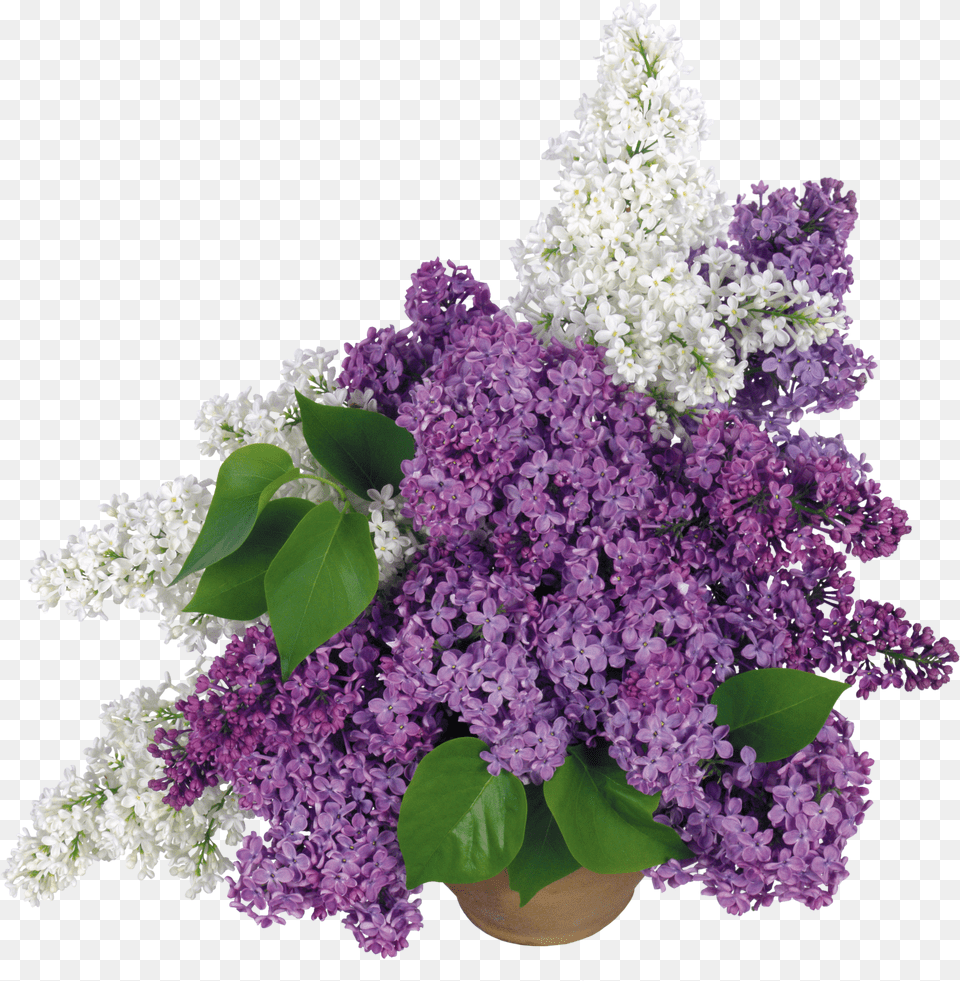 Lilac Free Png Download