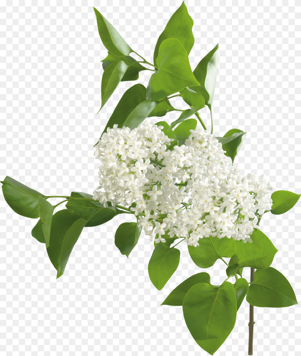 Lilac Free Png Download