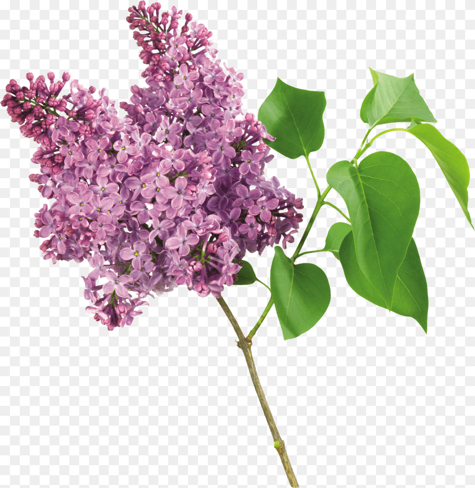 Lilac Png