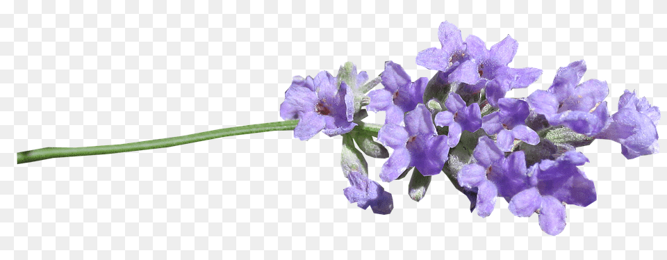 Lilac, Flower, Plant, Lavender Free Transparent Png