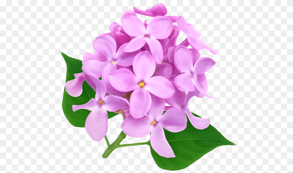 Lilac, Flower, Plant, Petal Free Png