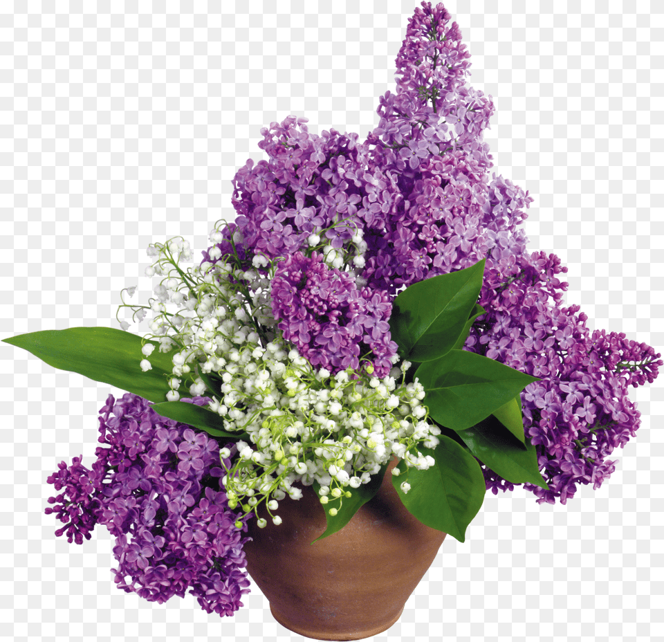 Lilac Free Transparent Png