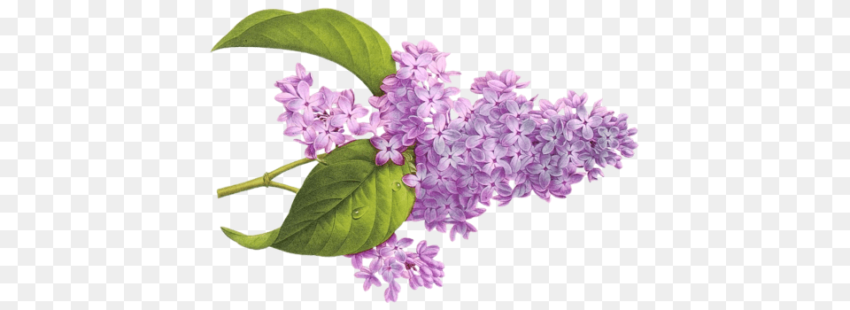 Lilac, Flower, Plant Png Image