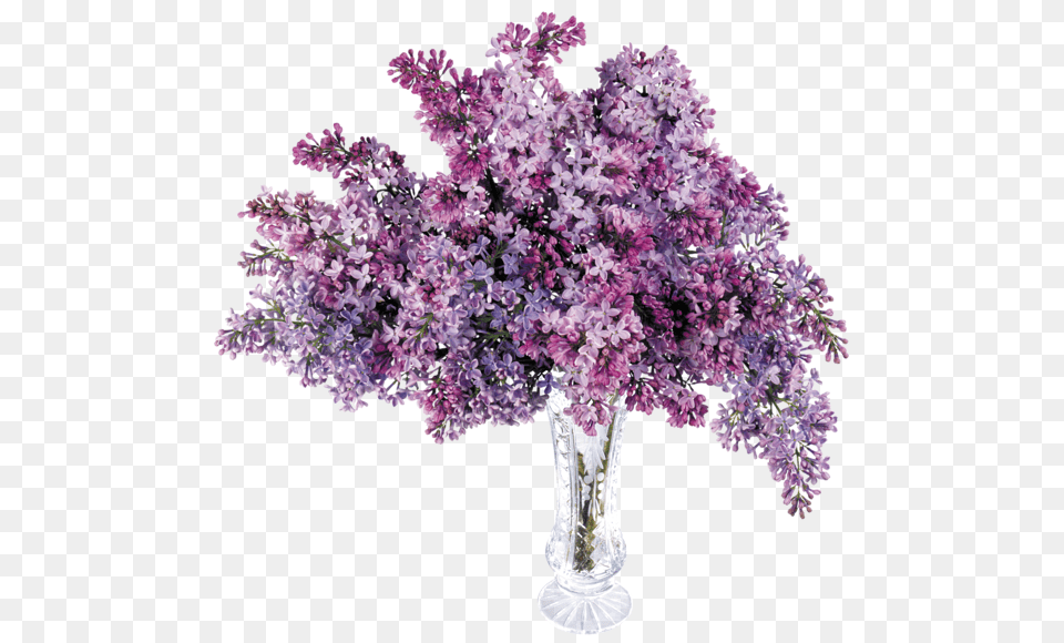 Lilac, Flower, Plant Free Png