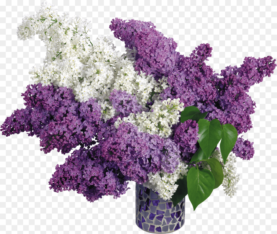 Lilac Png
