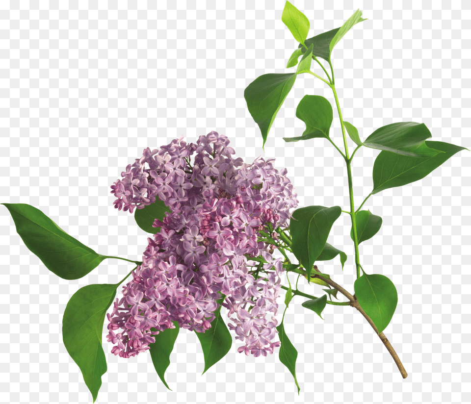 Lilac Free Transparent Png