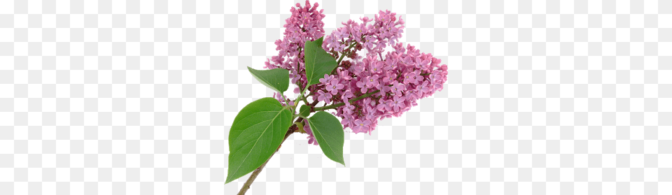 Lilac, Flower, Plant Free Png Download