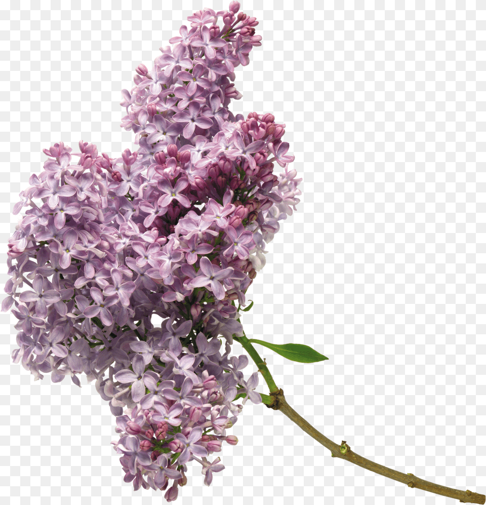 Lilac Free Png