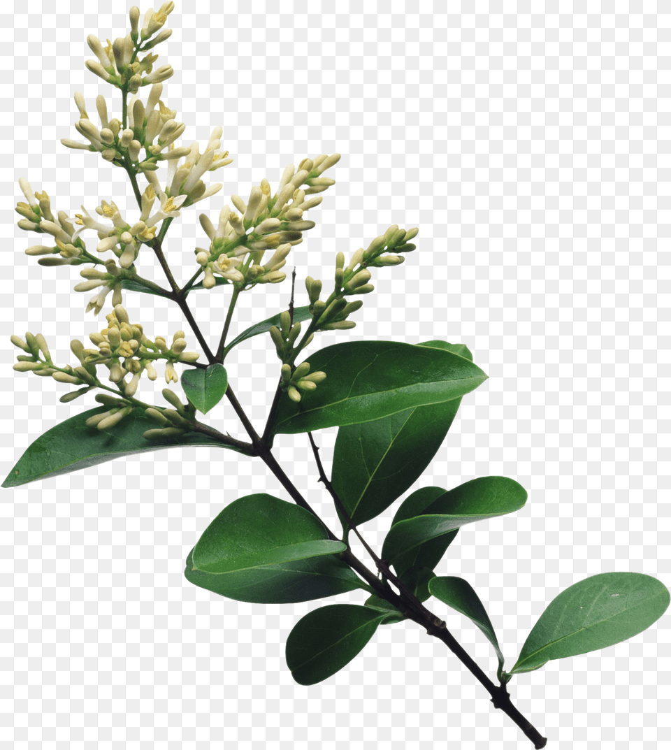 Lilac, Flower, Leaf, Plant, Herbal Free Png
