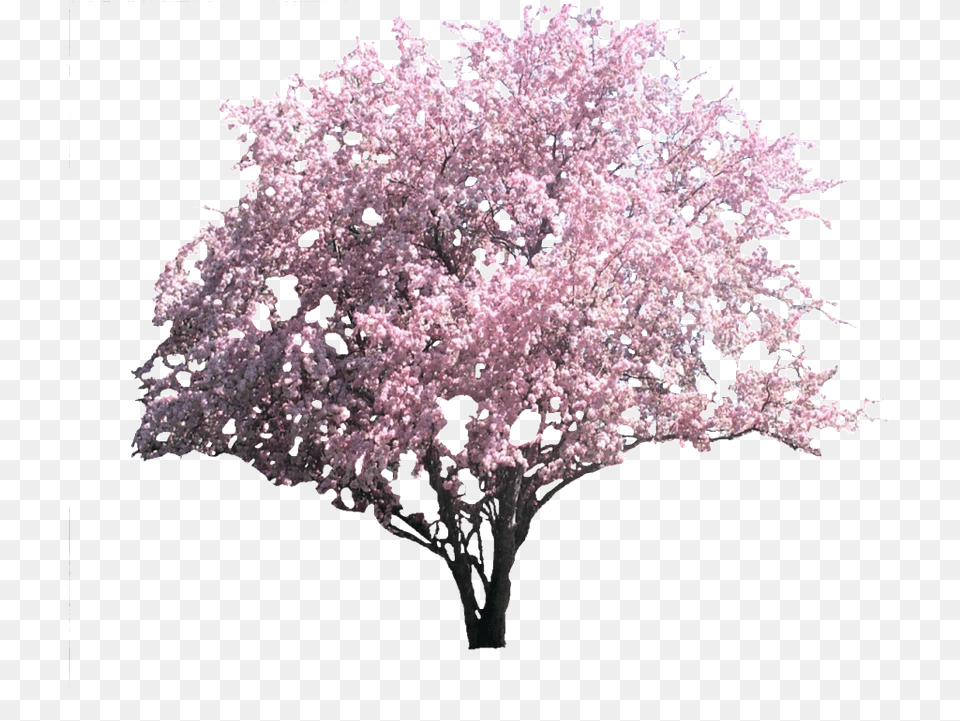 Lilac, Flower, Plant, Cherry Blossom Png