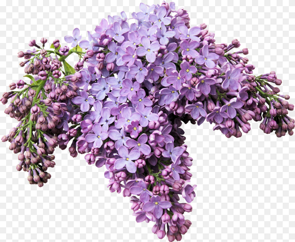 Lilac, Flower, Plant Free Png Download