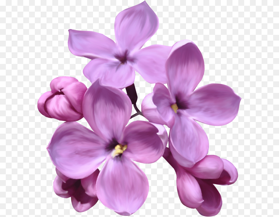 Lilac, Flower, Plant, Petal Free Transparent Png
