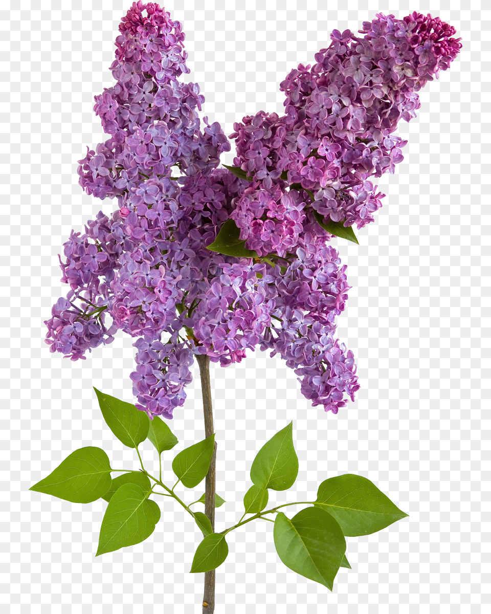 Lilac, Flower, Plant Png