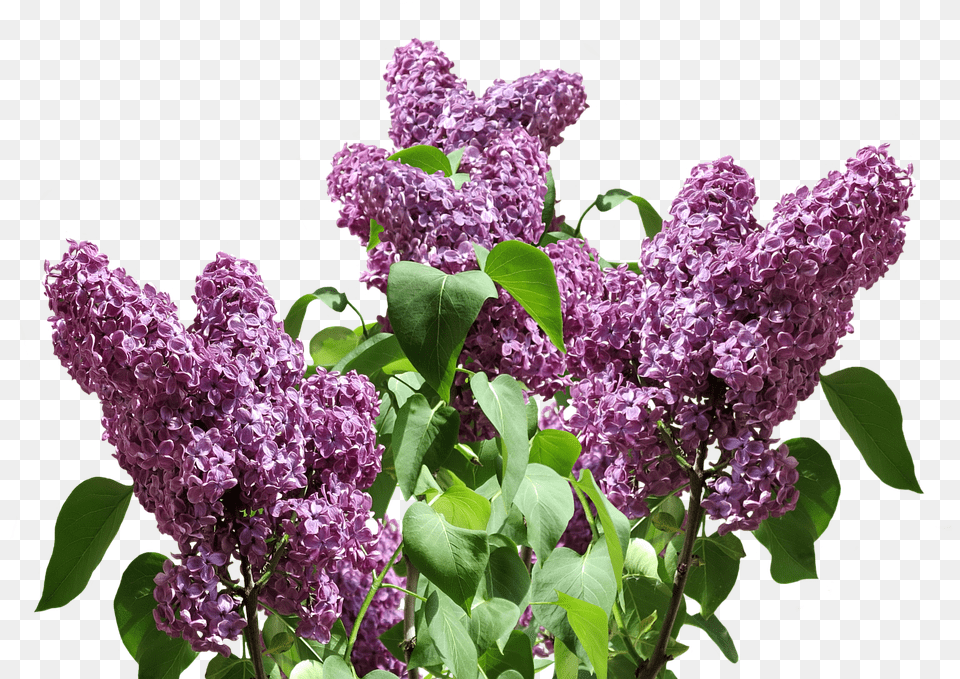 Lilac, Flower, Plant Free Png