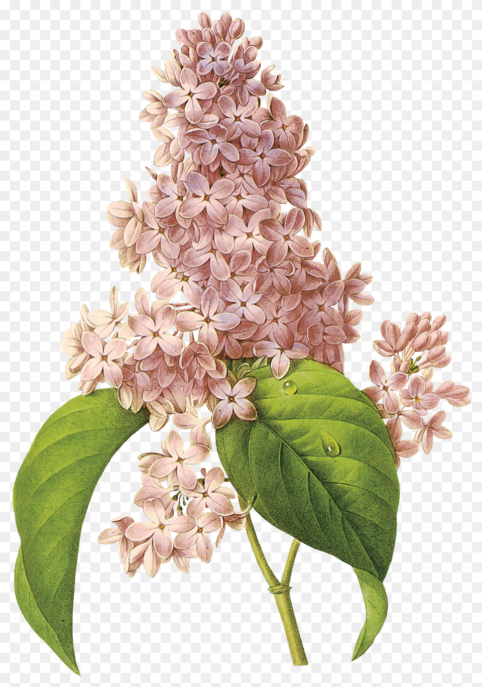 Lilac, Flower, Plant Free Png