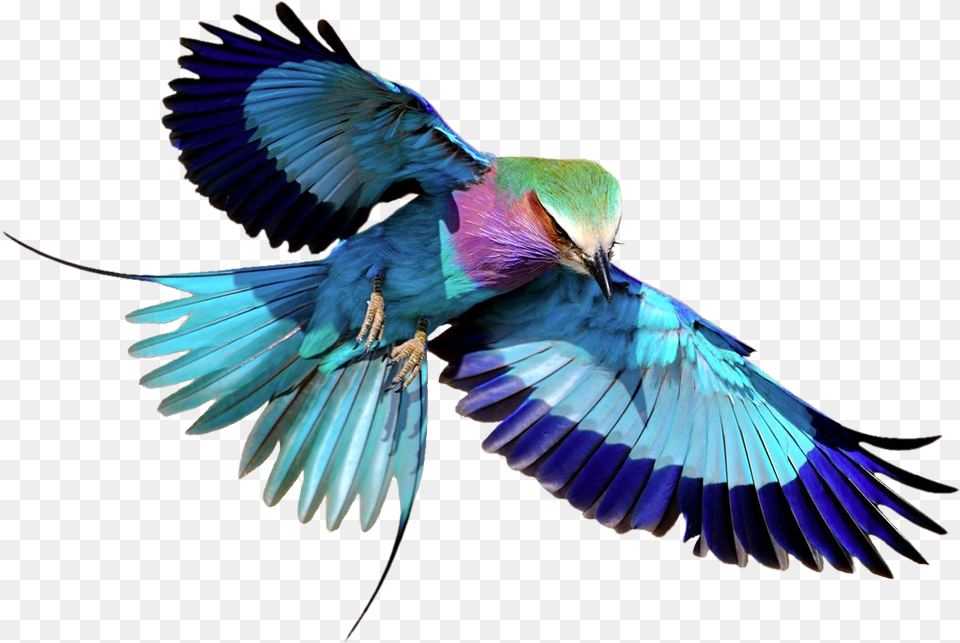 Lilac Breasted Roller Transparent Image Flying Lilac Breasted Roller, Animal, Bird, Jay, Bee Eater Free Png