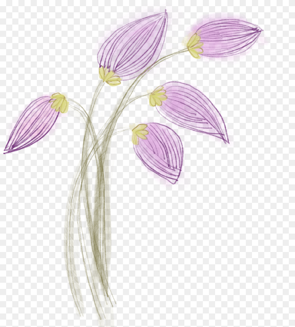 Lilac Bulbs, Flower, Iris, Petal, Plant Png