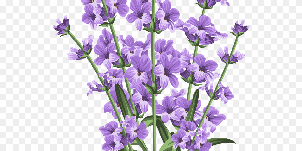 Lilac Clipart Lavender Flower Lavender Flower Lavender Background, Geranium, Plant, Purple Png Image