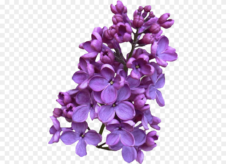 Lilac Clipart Lilac, Flower, Plant Free Png Download