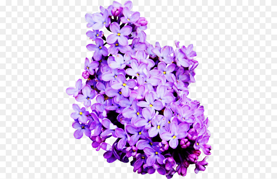 Lilac Colour Flower, Plant Png