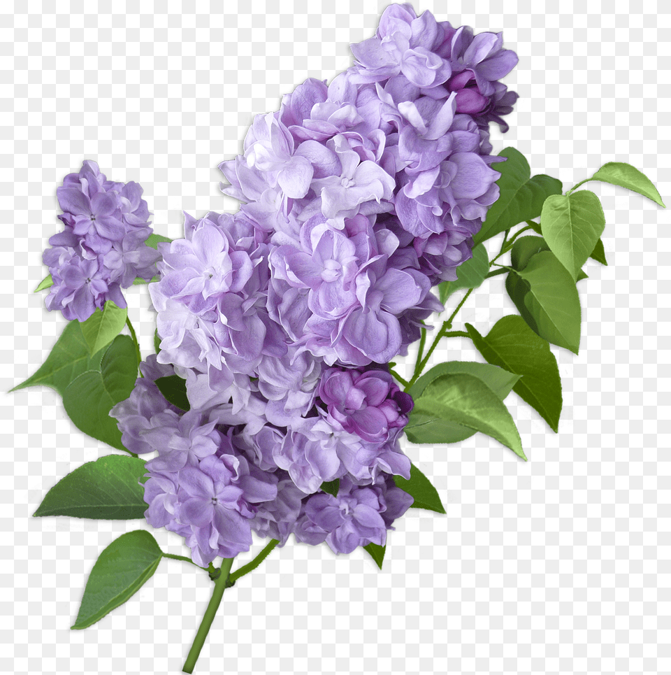 Lilac Cut Flowers Violet Hydrangea Lilacs Flower Background, Plant Free Transparent Png
