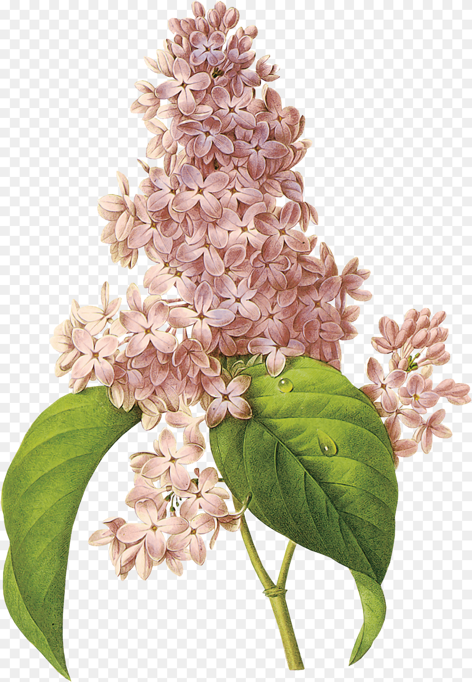Lilac Flores De Colores Que Parecen De Algodon, Flower, Plant Png Image