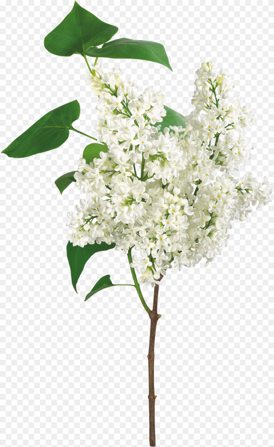 Lilac Flores Ramas Free Transparent Png