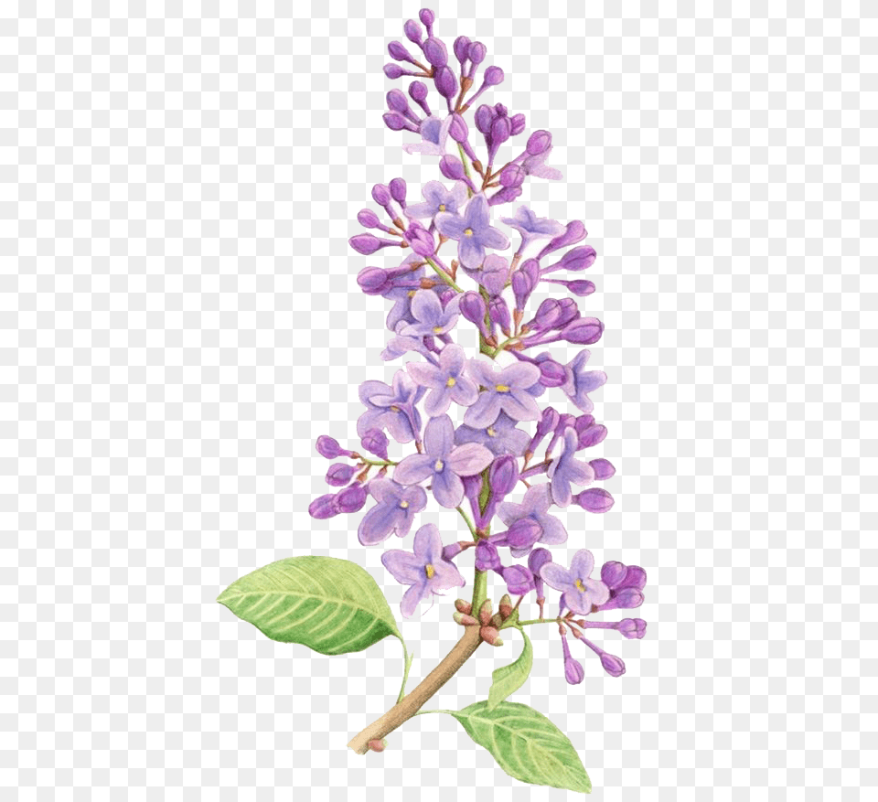 Lilac Flower Drawing Tattoo Watercolor Lilac Flower Drawing, Plant Free Transparent Png