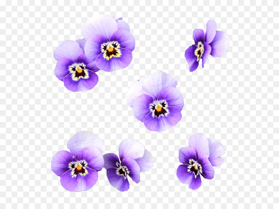 Lilac Flower Illustrations Flores En Color Lila, Plant, Anemone, Pansy Free Png
