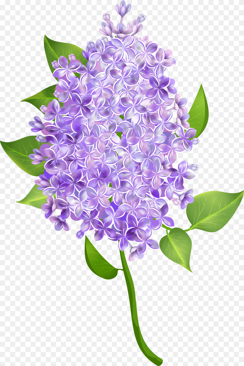 Lilac Flower Portable Network Graphics Png Image