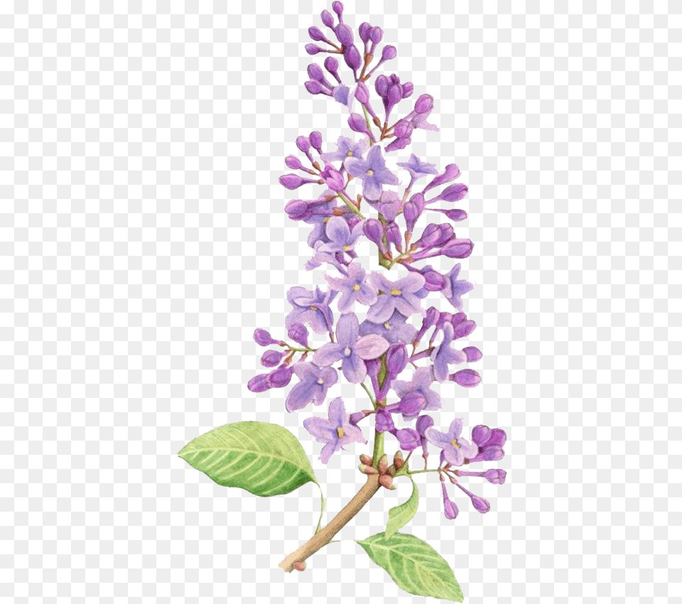 Lilac Flower Simple Lilac Flower Drawing, Plant Png Image