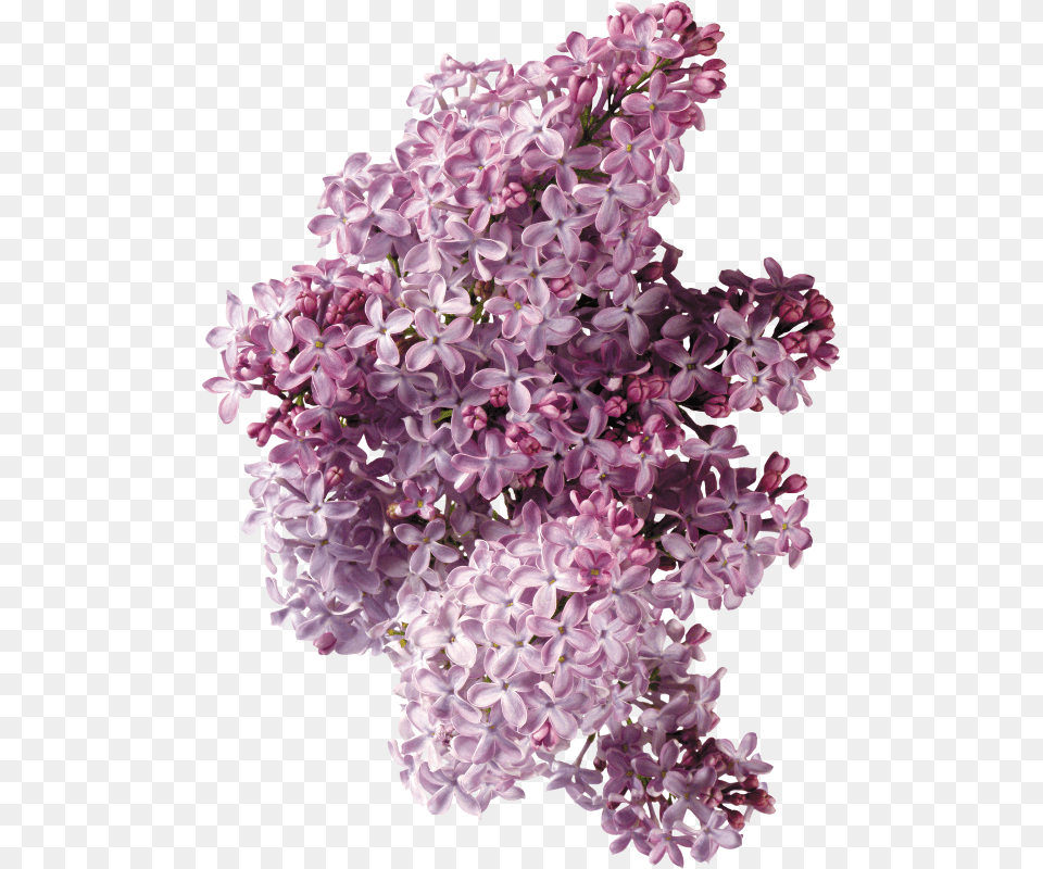Lilac Flower Phlox Clip Art Siren Listya, Plant Png