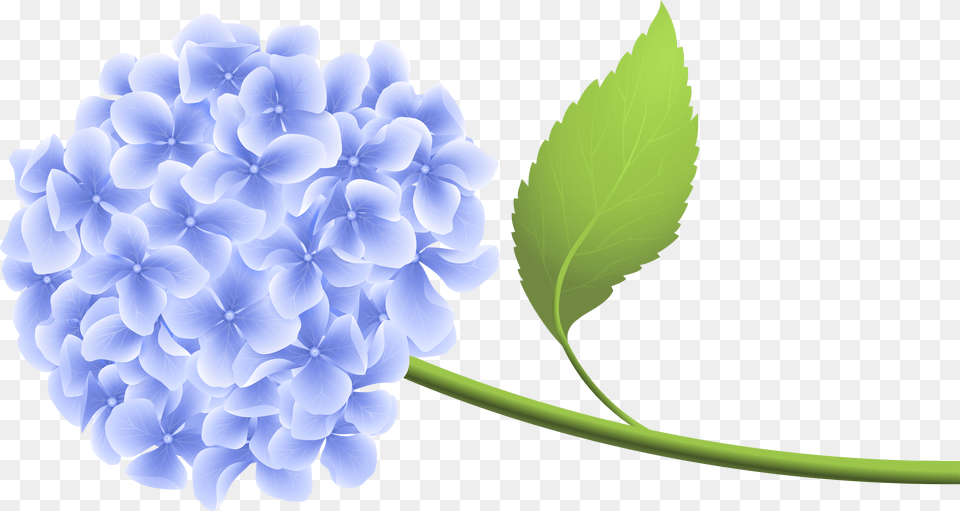 Lilac Flower Picture Blue Hydrangea Clip Art Free Png Download