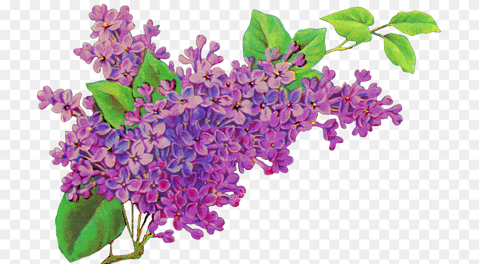 Lilac Flower Picture Lilac Clipart, Plant, Purple Png Image