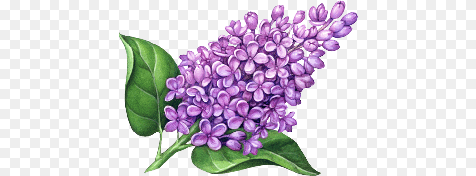 Lilac Flower Transparent Clipart Lilac Flower Drawing, Plant Png